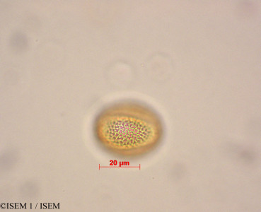 Brayopsis calycina - lame n° 29051